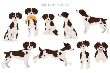 Brittany spaneil clipart. Farklı pozlar. Yetişkin ve yavru köpek bilgileri. Vektör illüstrasyonu