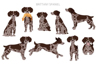 Brittany spaneil clipart. Farklı pozlar. Yetişkin ve yavru köpek bilgileri. Vektör illüstrasyonu