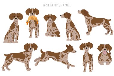 Brittany spaneil clipart. Farklı pozlar. Yetişkin ve yavru köpek bilgileri. Vektör illüstrasyonu