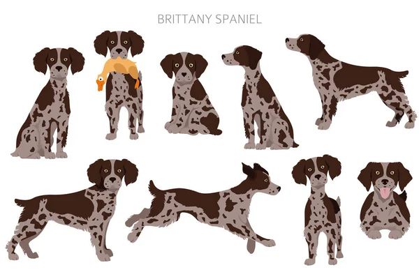 Clipart Espagnol Bretonne Des Poses Différentes Chiens Adultes Chiots Infographie — Image vectorielle