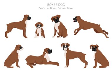 Boksör köpek klipsi. Farklı pozlar, farklı renkler. Vektör illüstrasyonu