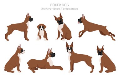 Boksör köpek klipsi. Farklı pozlar, farklı renkler. Vektör illüstrasyonu