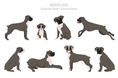 Boksör köpek klipsi. Farklı pozlar, farklı renkler. Vektör illüstrasyonu