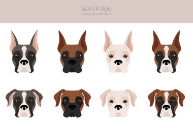 Boksör köpek klipsi. Farklı pozlar, farklı renkler. Vektör illüstrasyonu