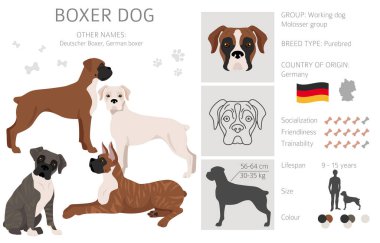 Boksör köpek klipsi. Farklı pozlar, farklı renkler. Vektör illüstrasyonu