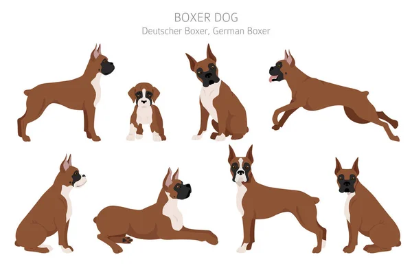 Clipart Perro Boxeador Distintas Poses Colores Del Abrigo Establecidos Ilustración — Archivo Imágenes Vectoriales