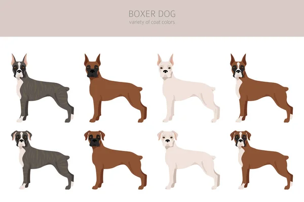 Boxerhund Cliparts Verschiedene Posen Festgelegte Fellfarben Vektorillustration — Stockvektor