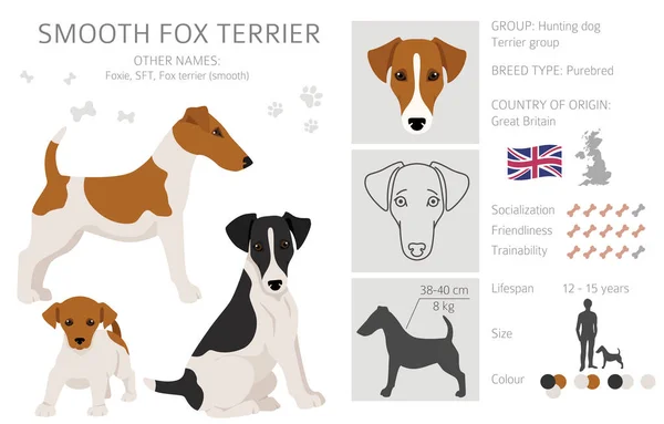 Glatte Fox Terrier Cliparts Verschiedene Posen Festgelegte Fellfarben Vektorillustration — Stockvektor