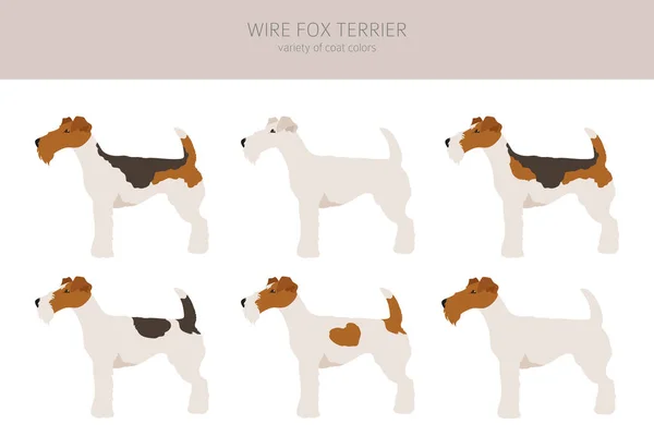 Przewód Fox Terrier Clipart Różne Pozy Zestaw Kolorów Płaszcza Ilustracja — Wektor stockowy