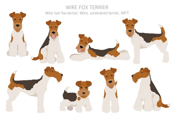 Cable Zorro Terrier Clipart Distintas Poses Colores Del Abrigo Establecidos — Vector de stock