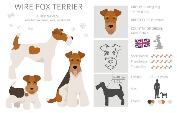 Przewód Fox Terrier Clipart Różne Pozy Zestaw Kolorów Płaszcza Ilustracja — Wektor stockowy