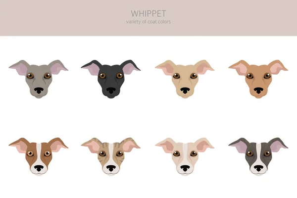 Clipart Whippet Poses Diferentes Conjunto Cores Casaco Ilustração Vetorial — Vetor de Stock