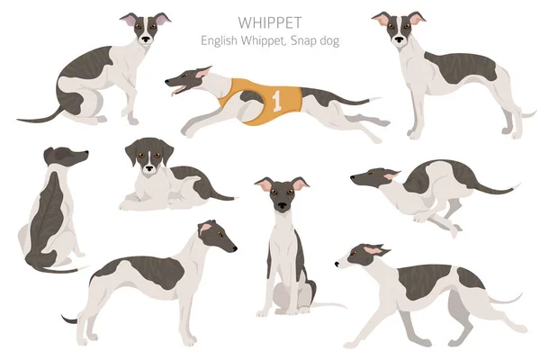 Clipart Whippet Poses Diferentes Conjunto Cores Casaco Ilustração Vetorial — Vetor de Stock