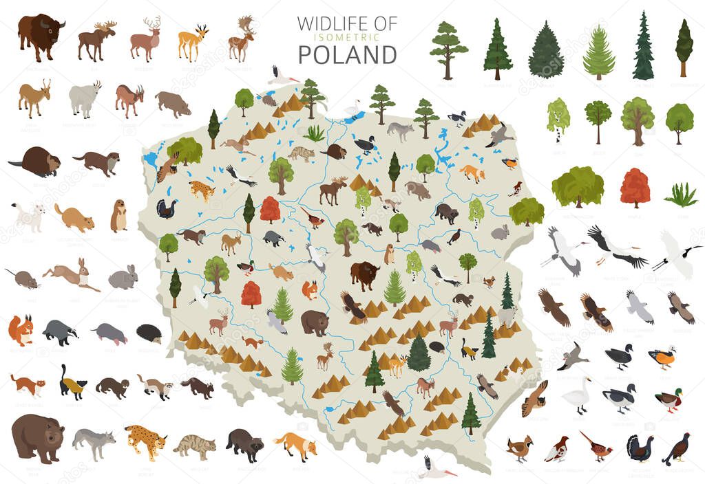 Isometric 3d design of Poland wildlife. Animals, birds and plants constructor elements isolated on white set. Build your own geography infographics collection. Vector illustration