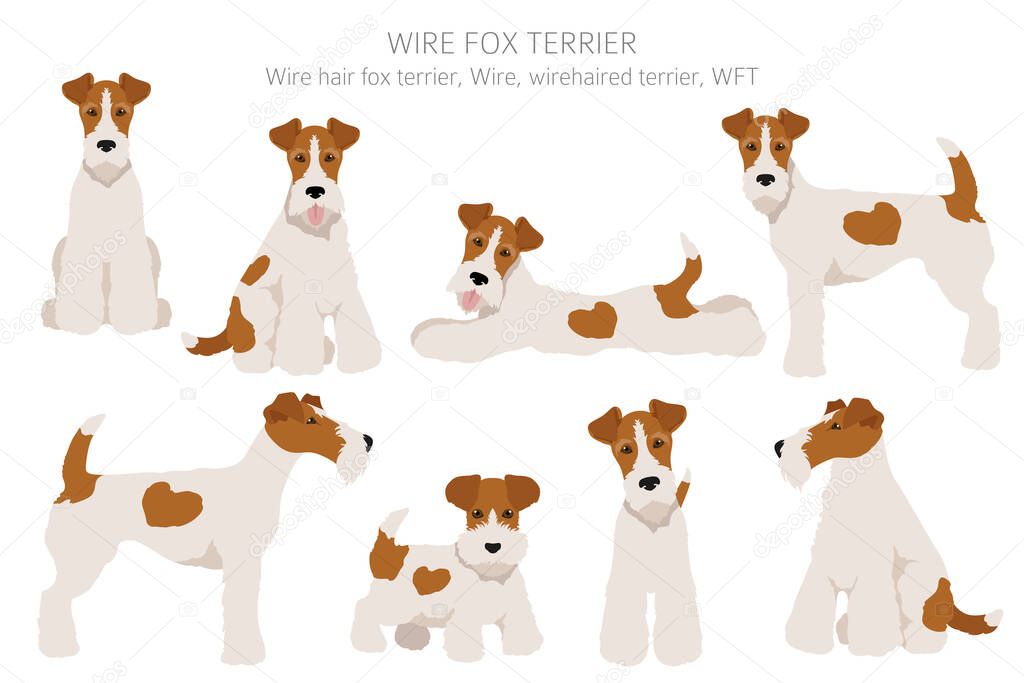 Wire fox terrier clipart. Different poses, coat colors set.  Vector illustration