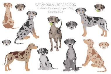 Catahoula leopar köpek tırnağı. Farklı pozlar, farklı renkler. Vektör illüstrasyonu