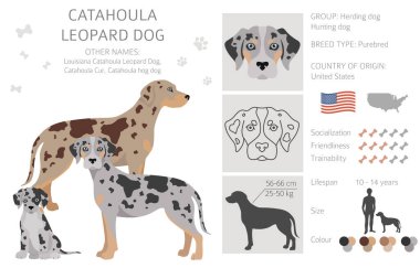 Catahoula leopar köpek tırnağı. Farklı pozlar, farklı renkler. Vektör illüstrasyonu