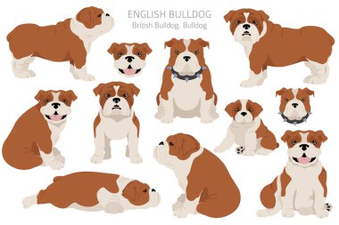 İngiliz bulldog klibi. Farklı pozlar, farklı renkler. Vektör illüstrasyonu