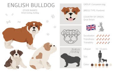 İngiliz bulldog klibi. Farklı pozlar, farklı renkler. Vektör illüstrasyonu