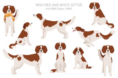İrlanda kırmızı ve beyaz setter clipart. Farklı pozlar, farklı renkler. Vektör illüstrasyonu