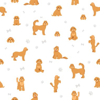 Labradoodle kusursuz desen. Farklı pozlar, farklı renkler. Vektör illüstrasyonu