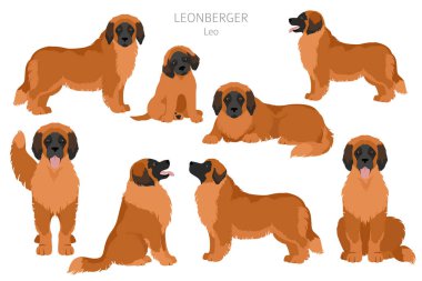 Leonberger klipsi. Farklı pozlar, farklı renkler. Vektör illüstrasyonu