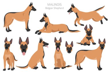 Belçikalı çoban Malinois Clipart. Farklı pozlar, farklı renkler. Vektör illüstrasyonu