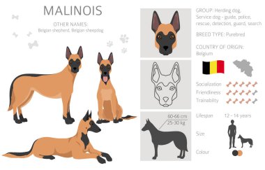 Belçikalı çoban Malinois Clipart. Farklı pozlar, farklı renkler. Vektör illüstrasyonu