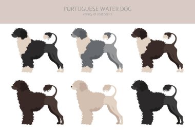 Portuguese water dog clipart. Different poses, coat colors set.  Vector illustration clipart