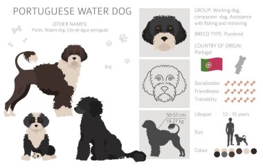 Portekiz su köpeği klipsi. Farklı pozlar, farklı renkler. Vektör illüstrasyonu