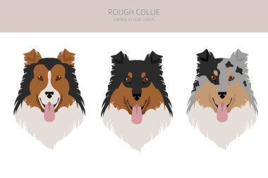 Zorlu Collie Clipart. Farklı pozlar, farklı renkler. Vektör illüstrasyonu