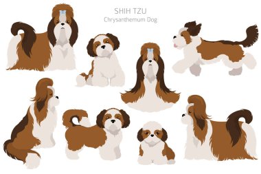 Shih Tzu pozları, ceket renkleri ayarlandı. Vektör illüstrasyonu