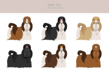 Shih Tzu pozları, ceket renkleri ayarlandı. Vektör illüstrasyonu