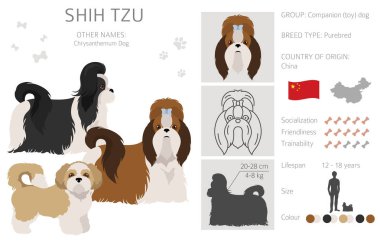 Shih Tzu pozları, ceket renkleri ayarlandı. Vektör illüstrasyonu