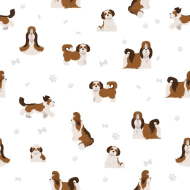 Shih Tzu poz veriyor, paltosu pürüzsüz. Vektör illüstrasyonu