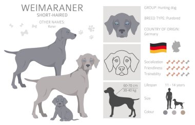 Weimaraner pozları, ceket renkleri ayarlandı. Vektör illüstrasyonu