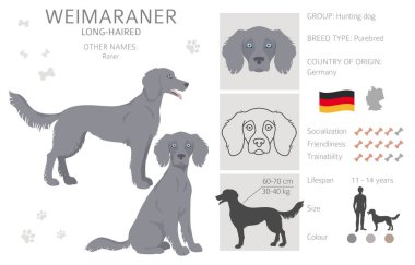 Weimaraner pozları, ceket renkleri ayarlandı. Vektör illüstrasyonu