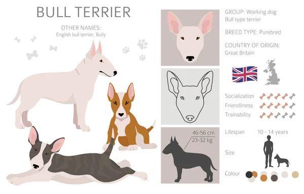 Bullterrier Cliparts Verschiedene Posen Festgelegte Fellfarben Vektorillustration — Stockvektor