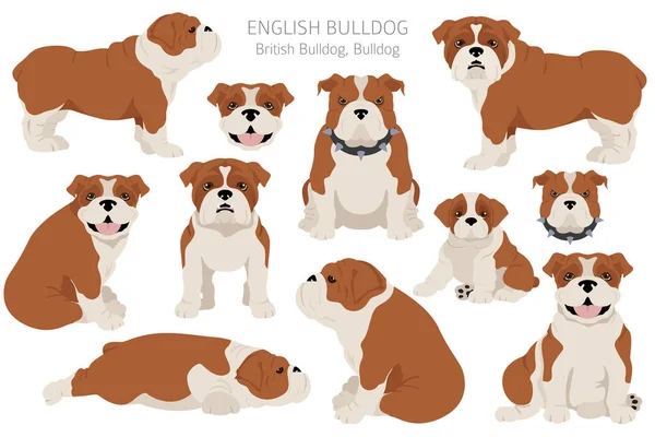 Engelska Bulldog Clipart Olika Poser Olika Pälsfärger Vektorillustration — Stock vektor