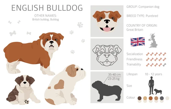 Clipart Bulldog Inggris Pose Yang Berbeda Warna Mantel Ditetapkan Ilustrasi - Stok Vektor
