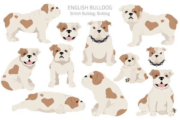 Bulldog Clipart Inglese Posate Diverse Colori Del Cappotto Impostati Illustrazione — Vettoriale Stock