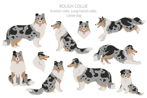 Ruvido Collie Clipart Posate Diverse Colori Del Cappotto Impostati Illustrazione — Vettoriale Stock