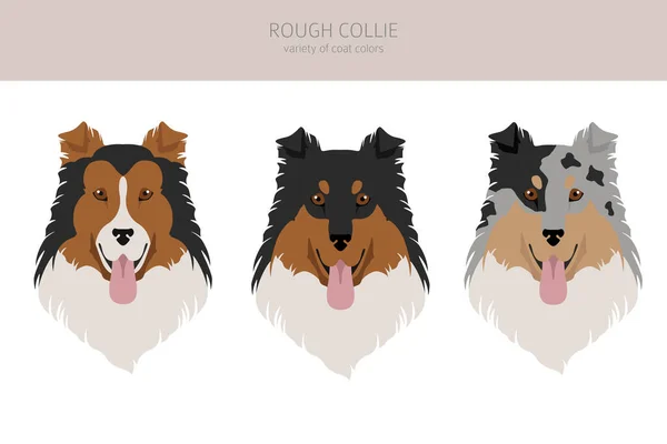 Ruw Collie Clipart Verschillende Houdingen Jas Kleuren Set Vectorillustratie — Stockvector