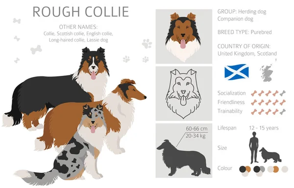 Ruvido Collie Clipart Posate Diverse Colori Del Cappotto Impostati Illustrazione — Vettoriale Stock