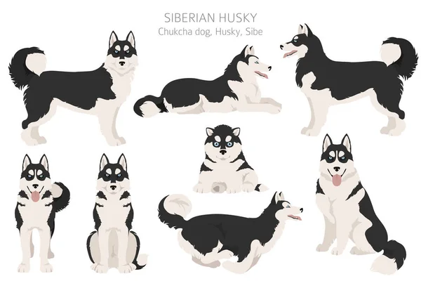 Siberische Husky Poses Jas Kleuren Ingesteld Vectorillustratie — Stockvector