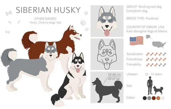 Poses Husky Siberianos Conjunto Cores Casaco Ilustração Vetorial —  Vetores de Stock