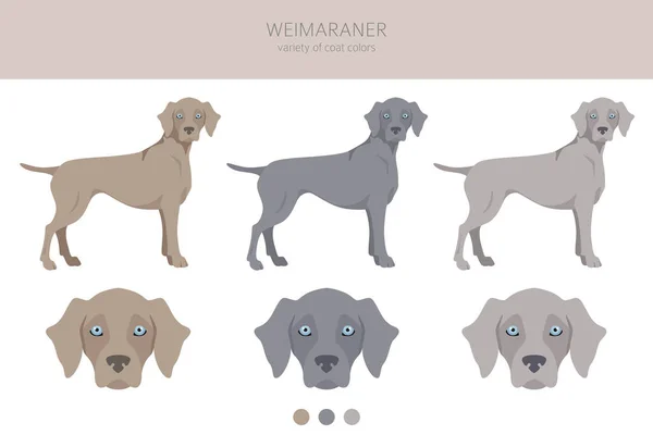 Poses Weimaraner Couleurs Manteau Définies Illustration Vectorielle — Image vectorielle