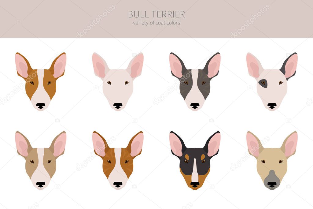 Bull terrier clipart. Different poses, coat colors set.  Vector illustration