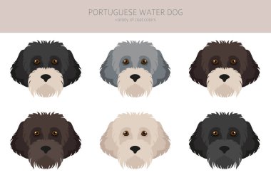 Portuguese water dog clipart. Different poses, coat colors set.  Vector illustration clipart