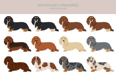 Dachshund uzun saçlı klipsli. Farklı pozlar, farklı renkler. Vektör illüstrasyonu
